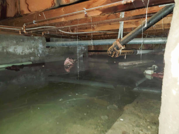 Best Local water damage restoration  in Enlow, PA